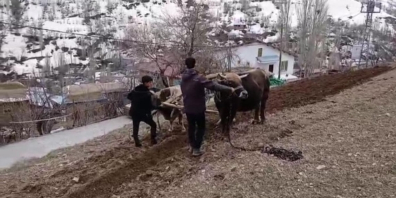 Bahçesaray’da zamana direnen gelenek: Dik yamaçlarda karasaban mesaisi